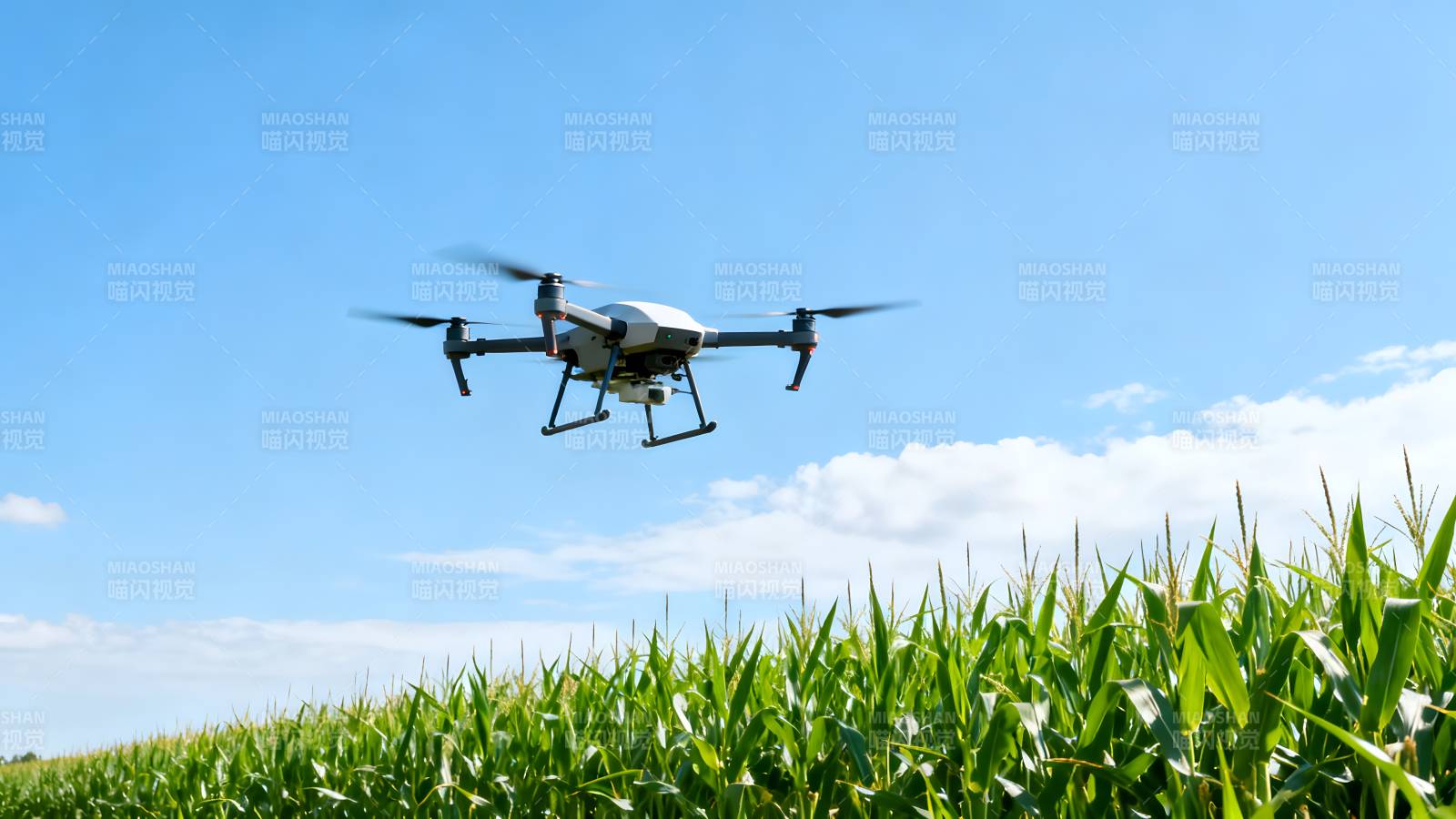 无人机飞越玉米田图片