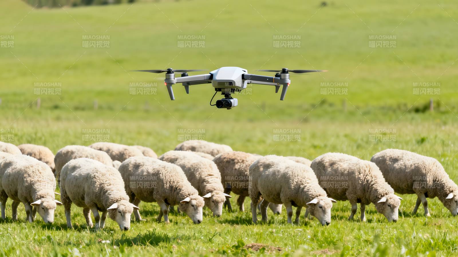 无人机牧羊图片