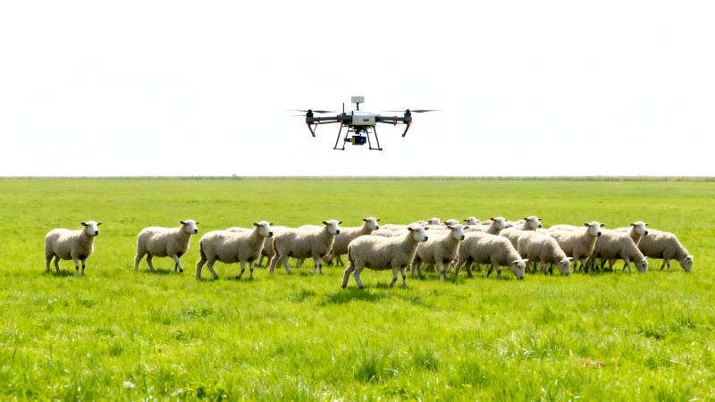 无人机牧羊图片