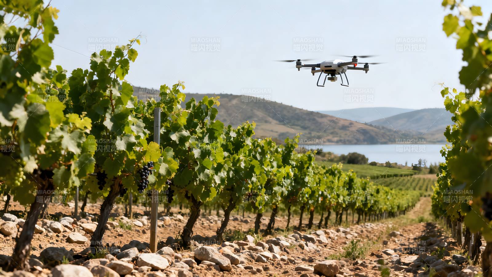 无人机巡检葡萄园图片