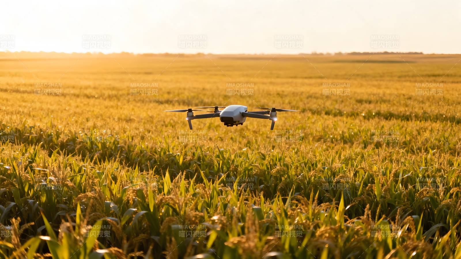 无人机飞越金田图片