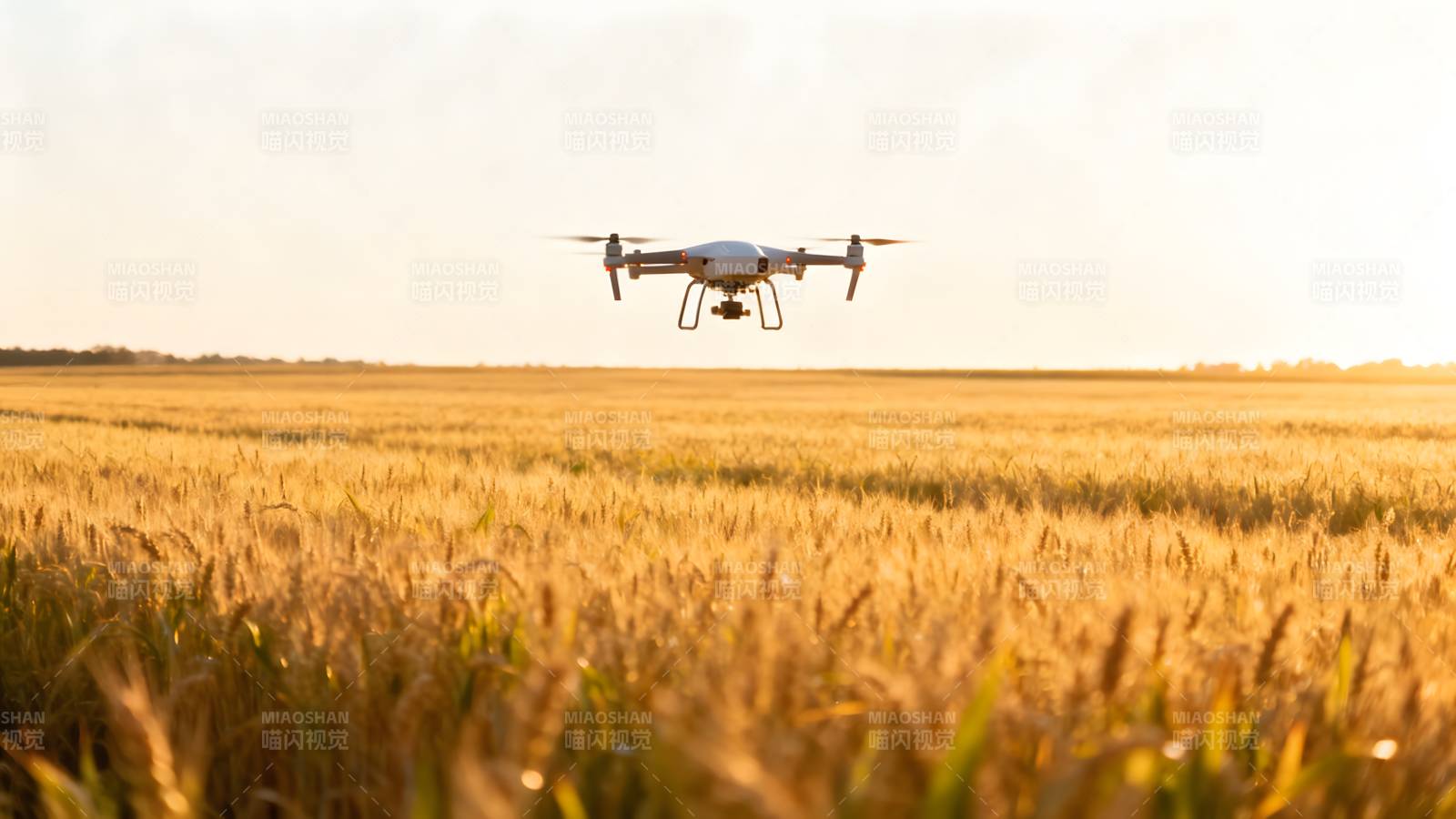 无人机飞越麦田图片