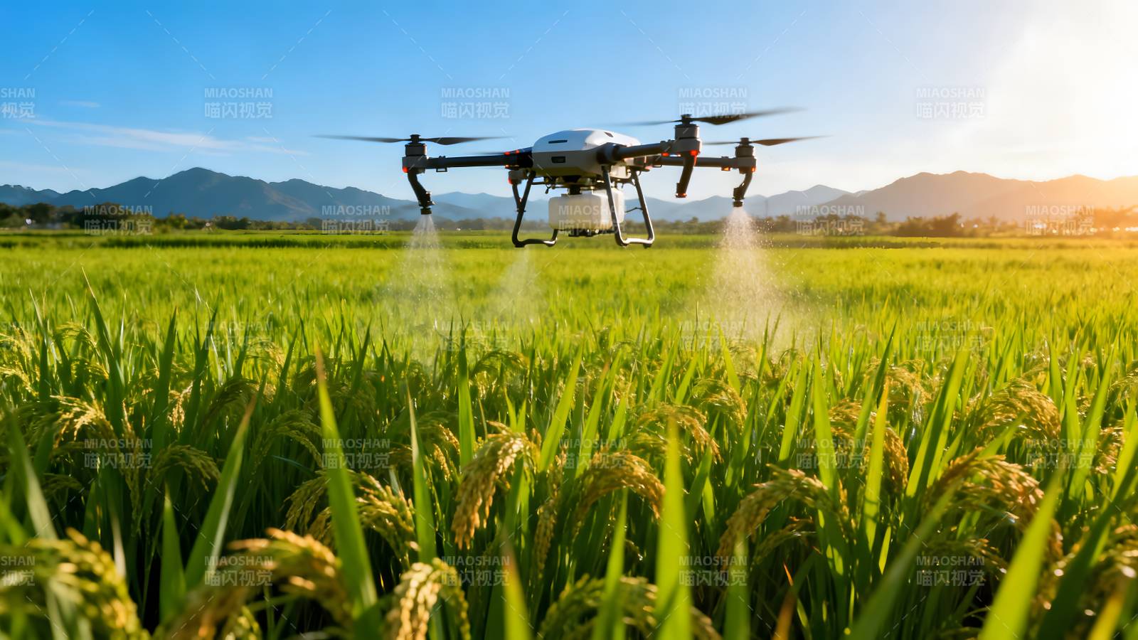 无人机喷洒稻田图片