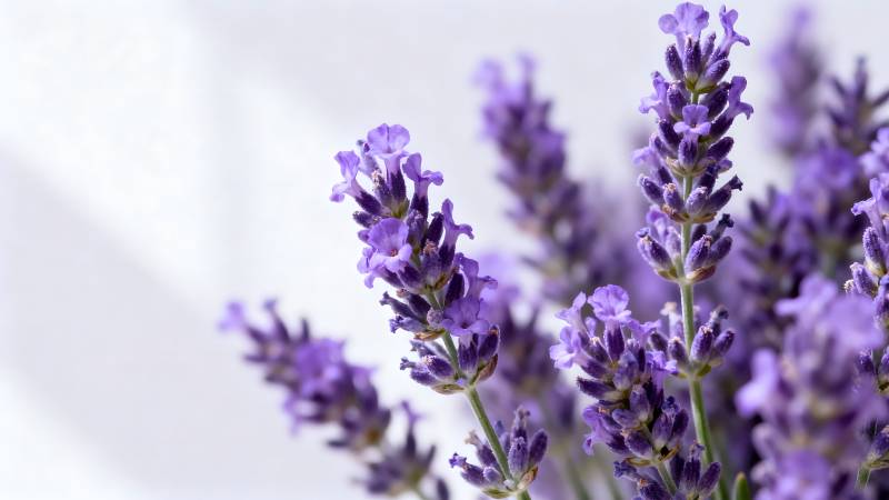 薰衣草花束图片