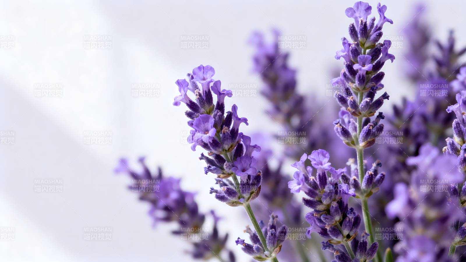 薰衣草花束图片