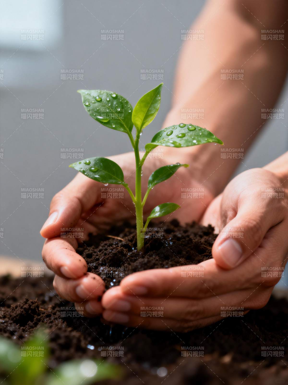 双手捧着嫩绿新芽图片