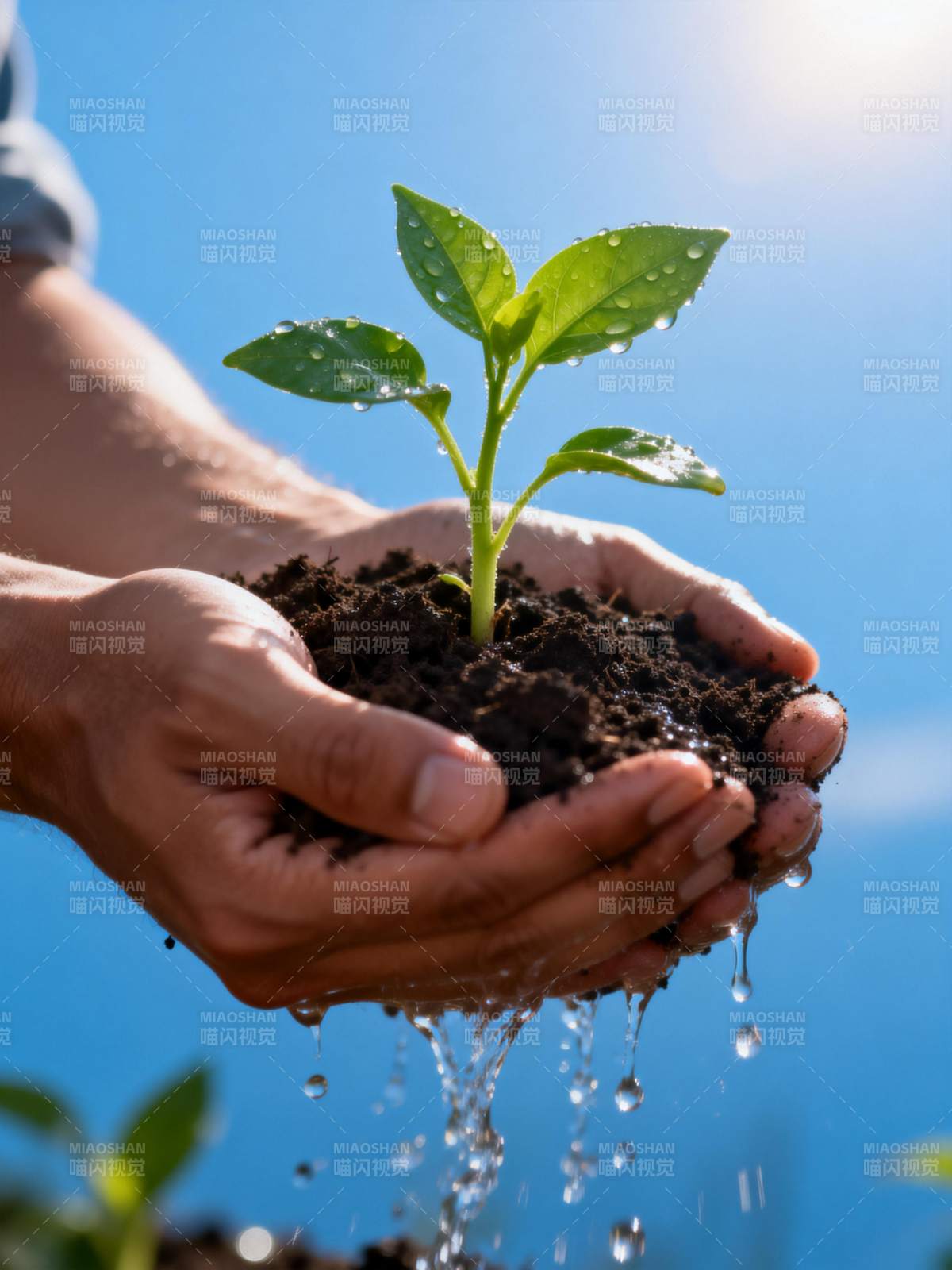 呵护新生绿芽图片