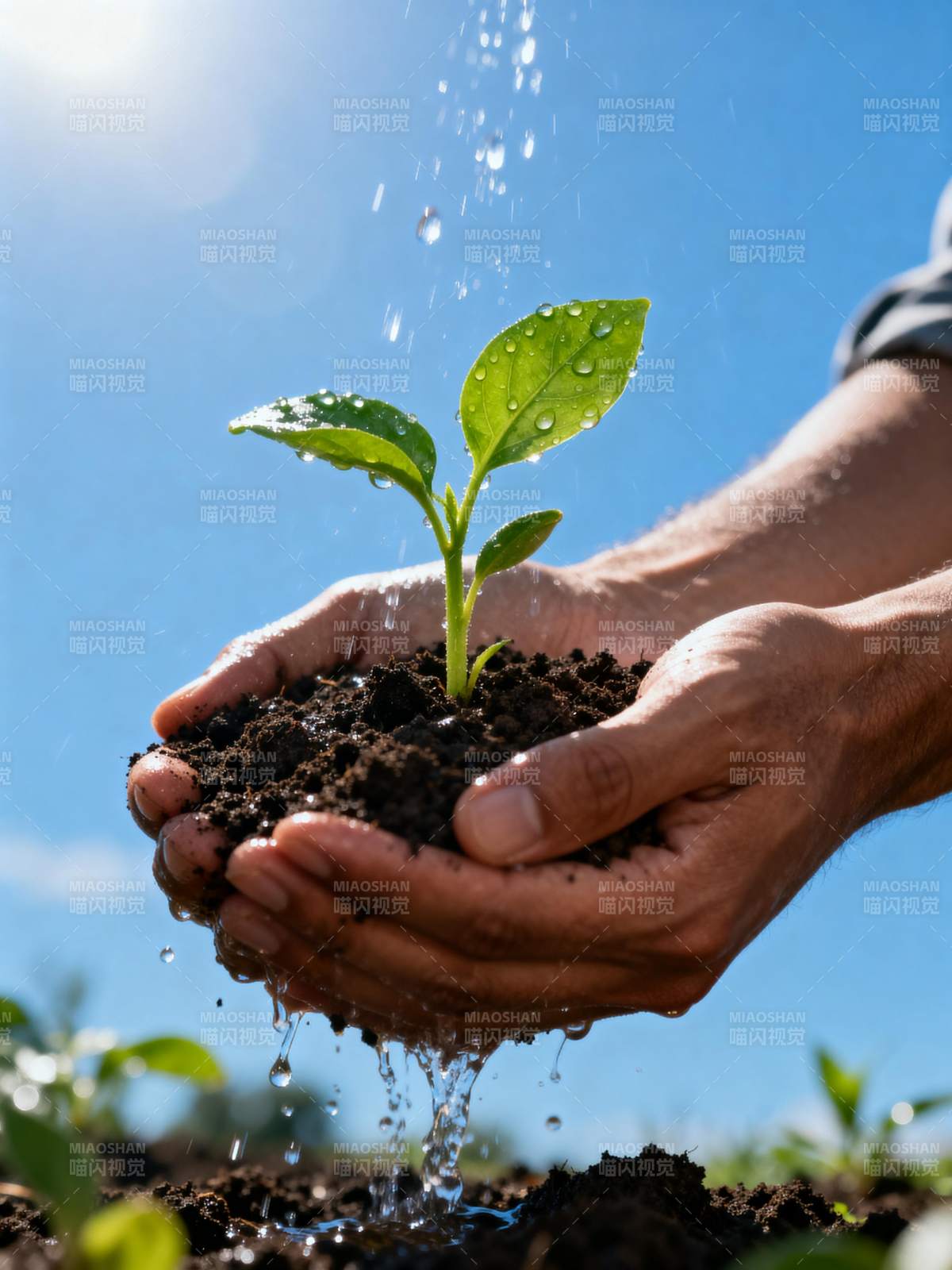 呵护新生绿芽图片