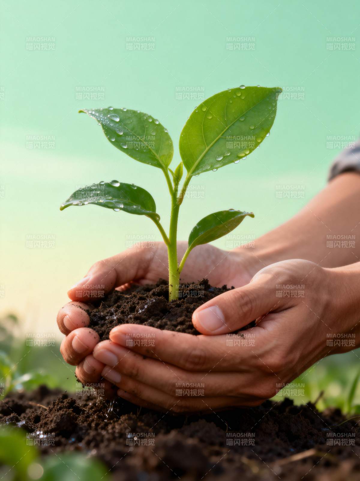 呵护新生命图片