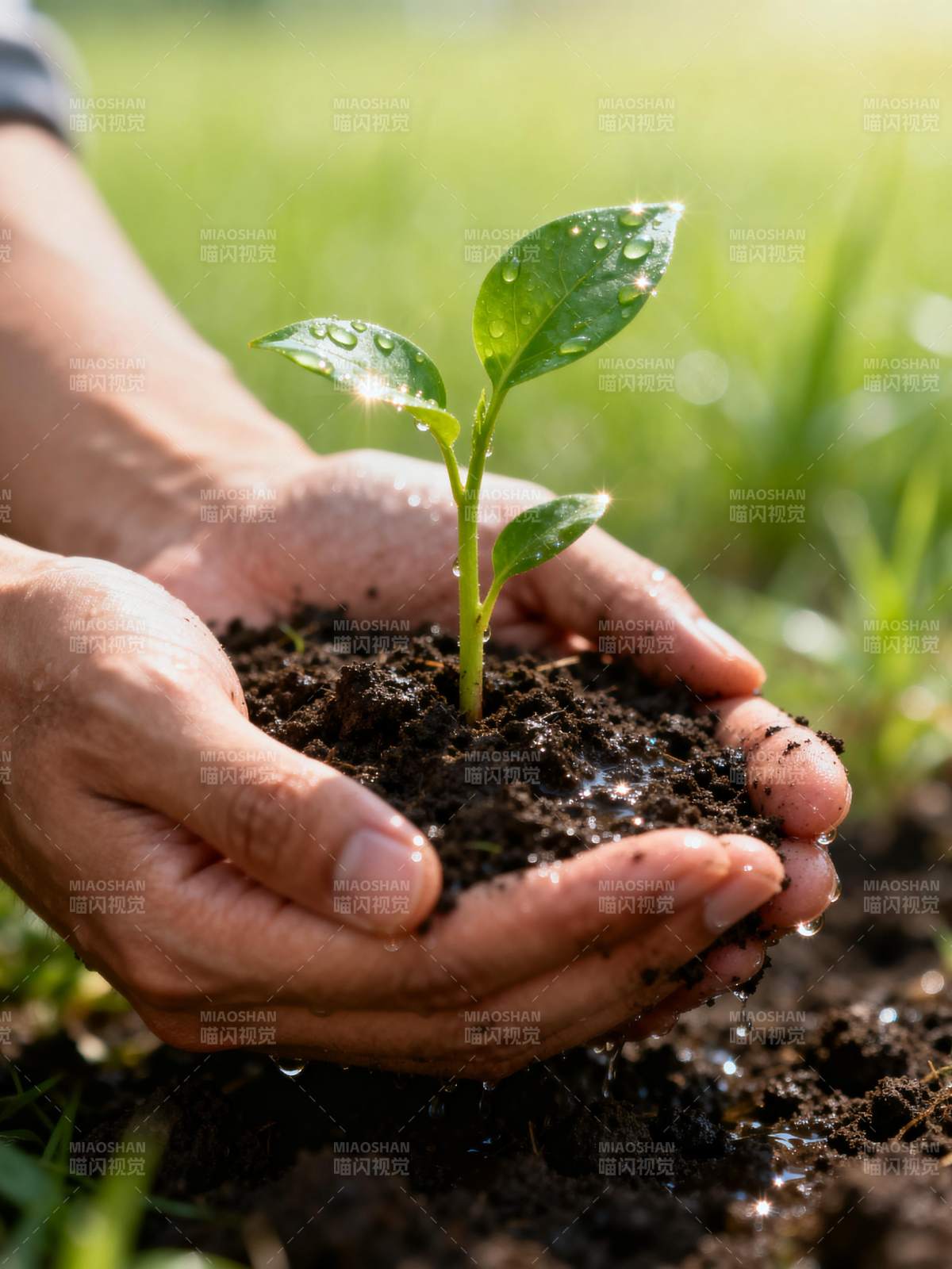 呵护新生绿芽图片