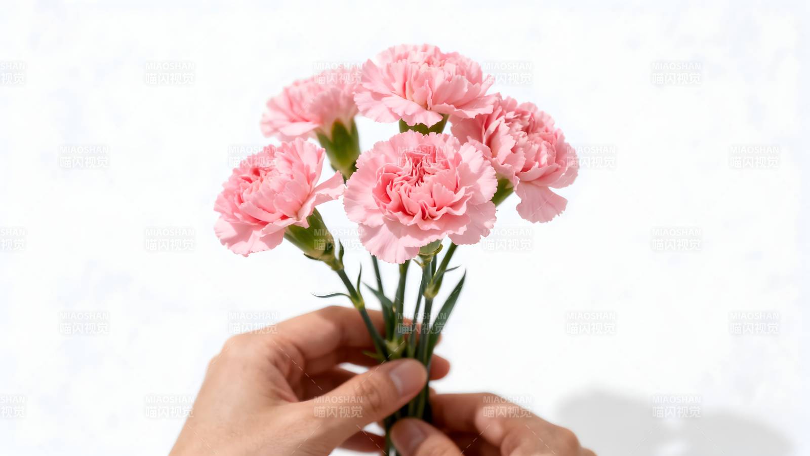 手捧粉色康乃馨图片