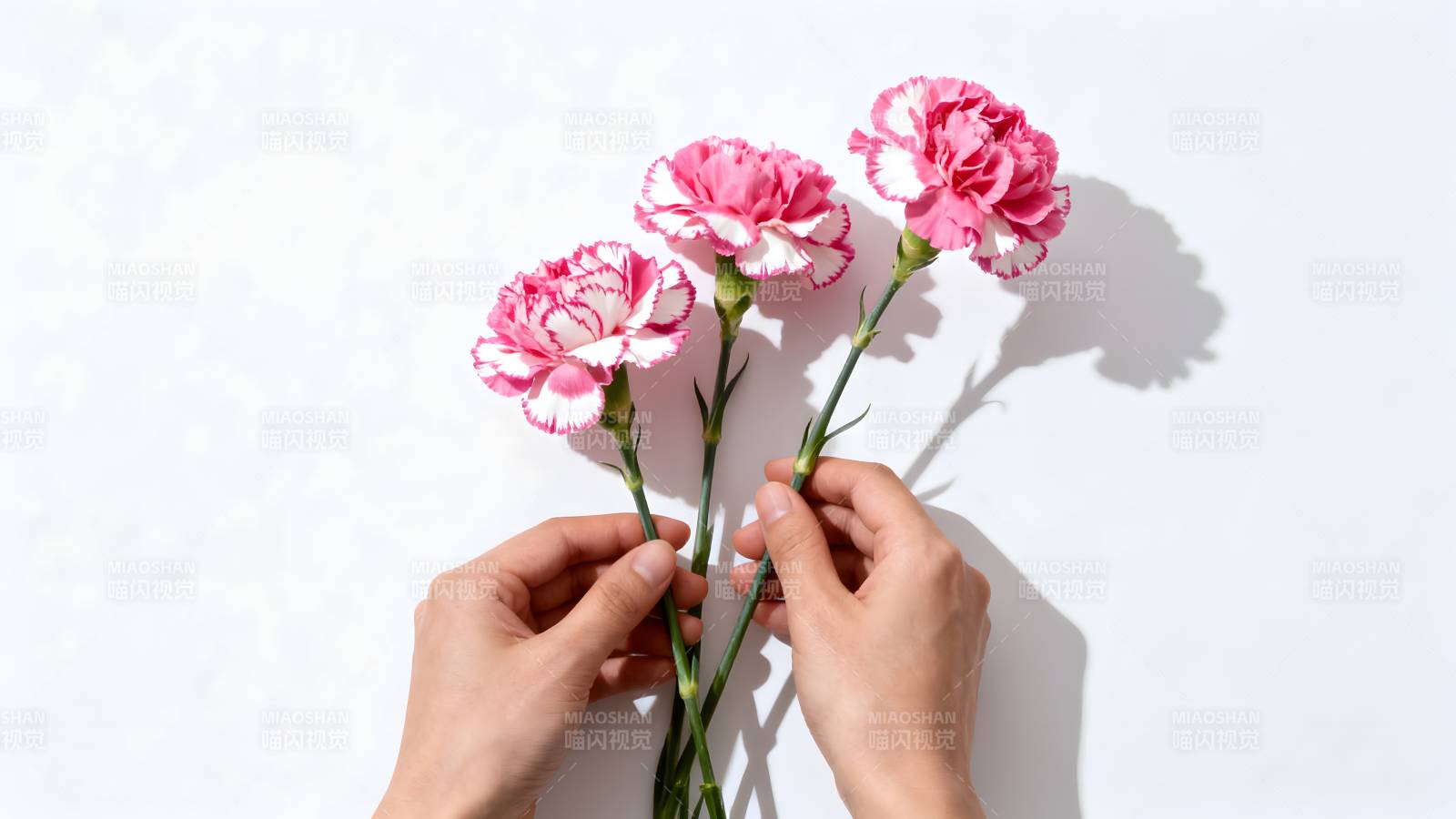 手捧康乃馨花束图片