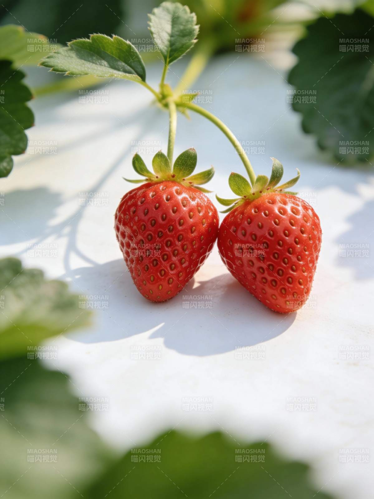 双红草莓静谧绽放图片