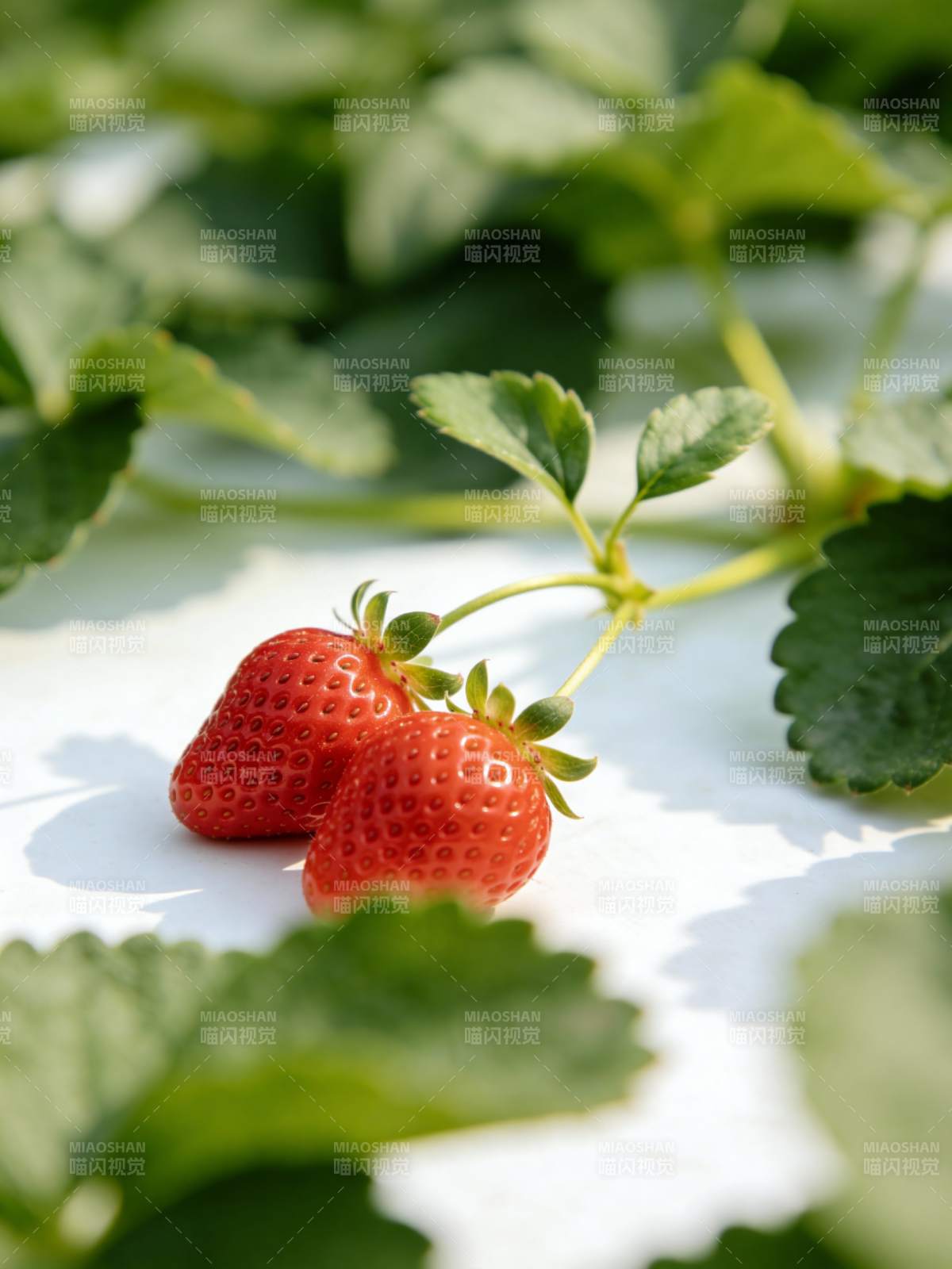 鲜红草莓绿叶相伴图片