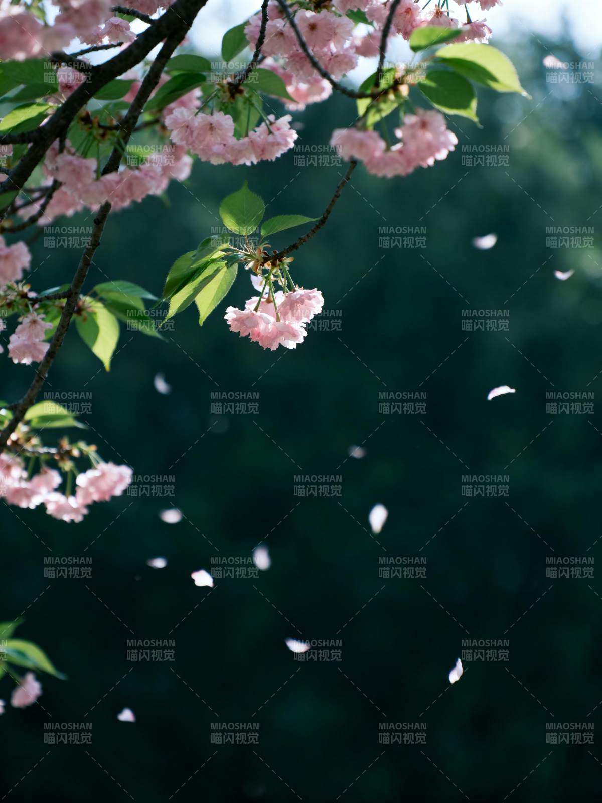 樱花飘落 春意盎然图片