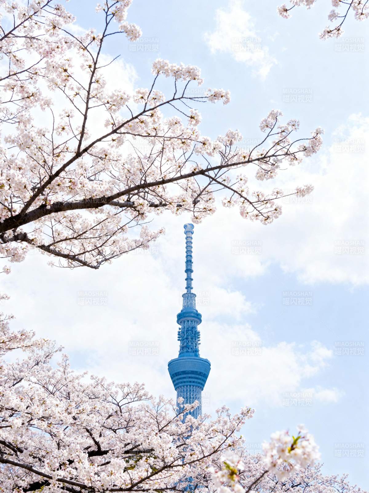 樱花映塔 春意盎然图片