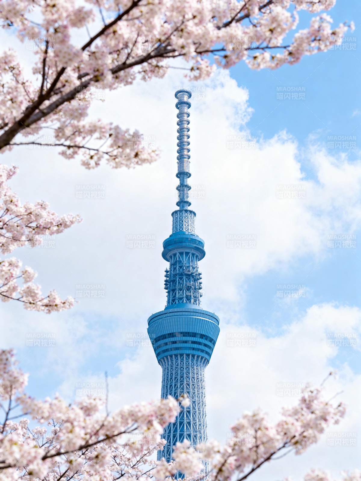 樱花映衬东京晴空塔图片