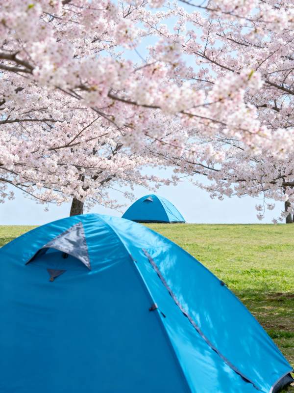 樱花树下露营图片