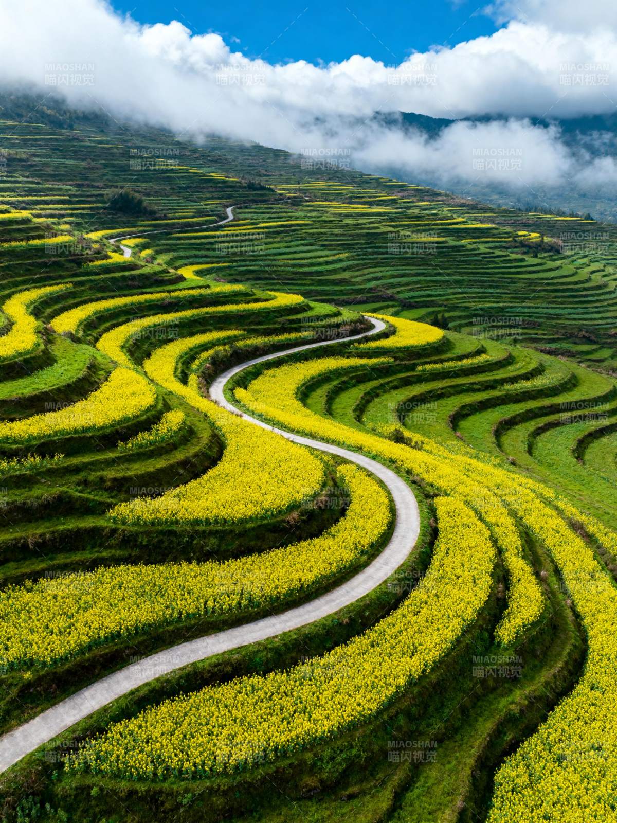 梯田花海云雾缭绕图片
