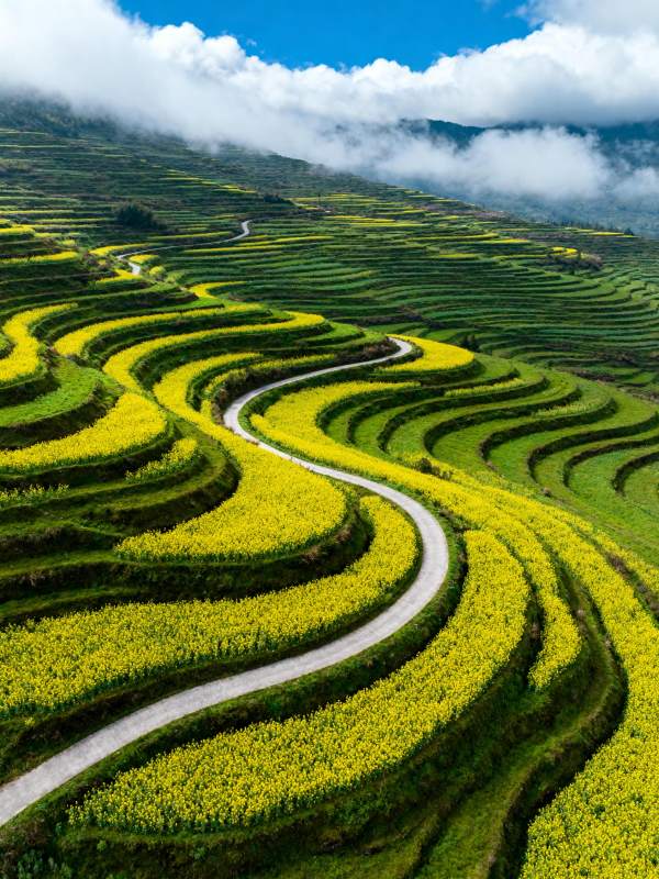 梯田花海云雾缭绕图片