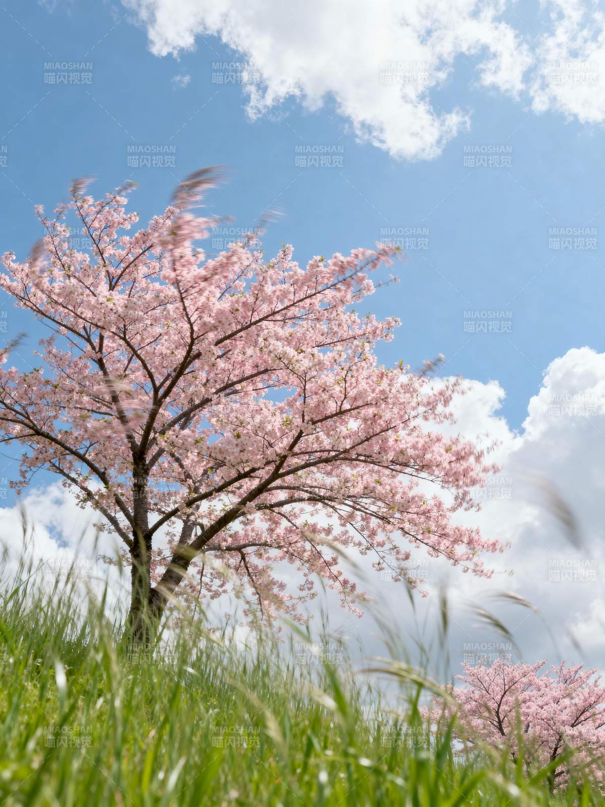 樱花绽放春日景图片