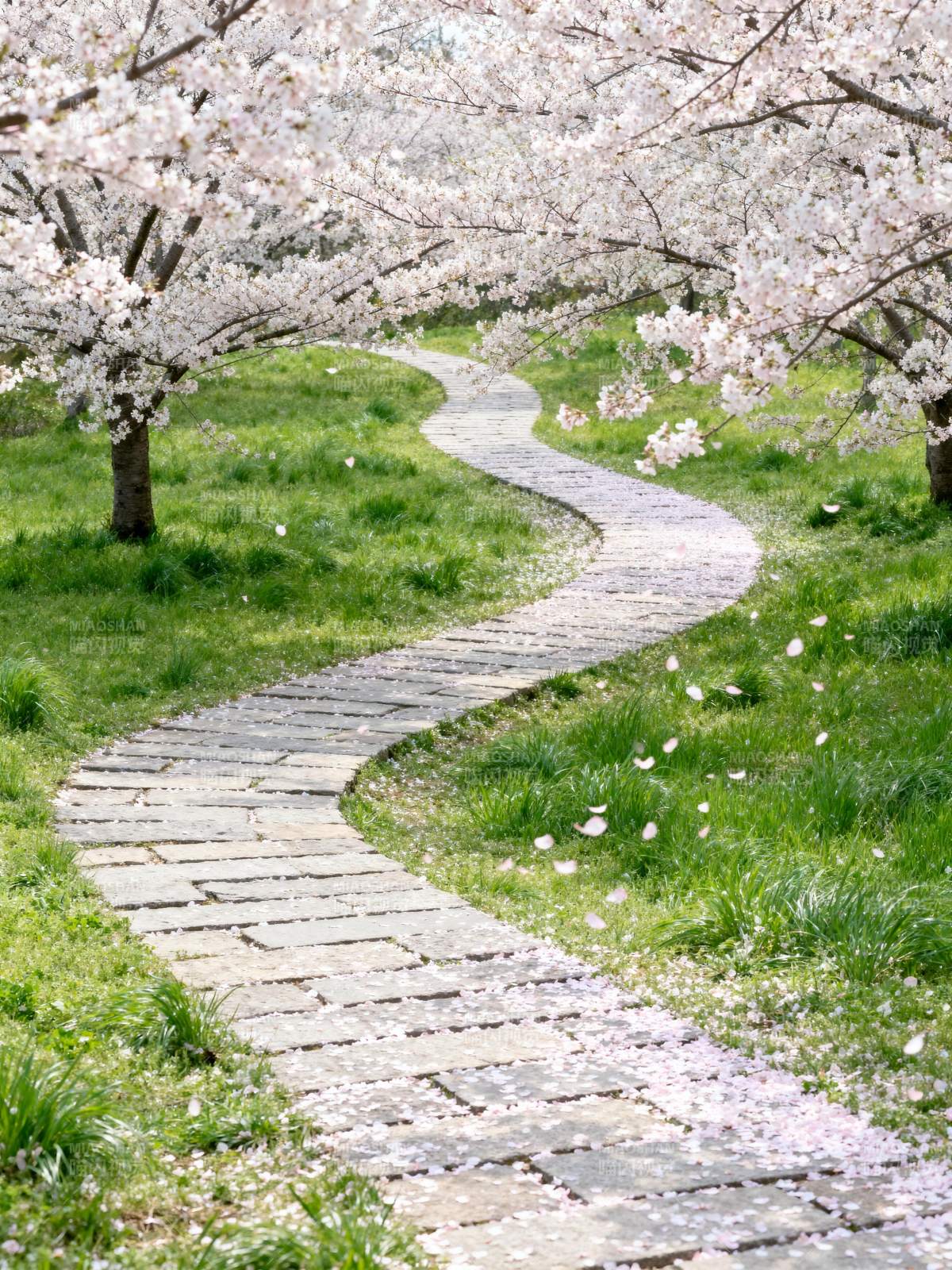 樱花小径春意浓图片