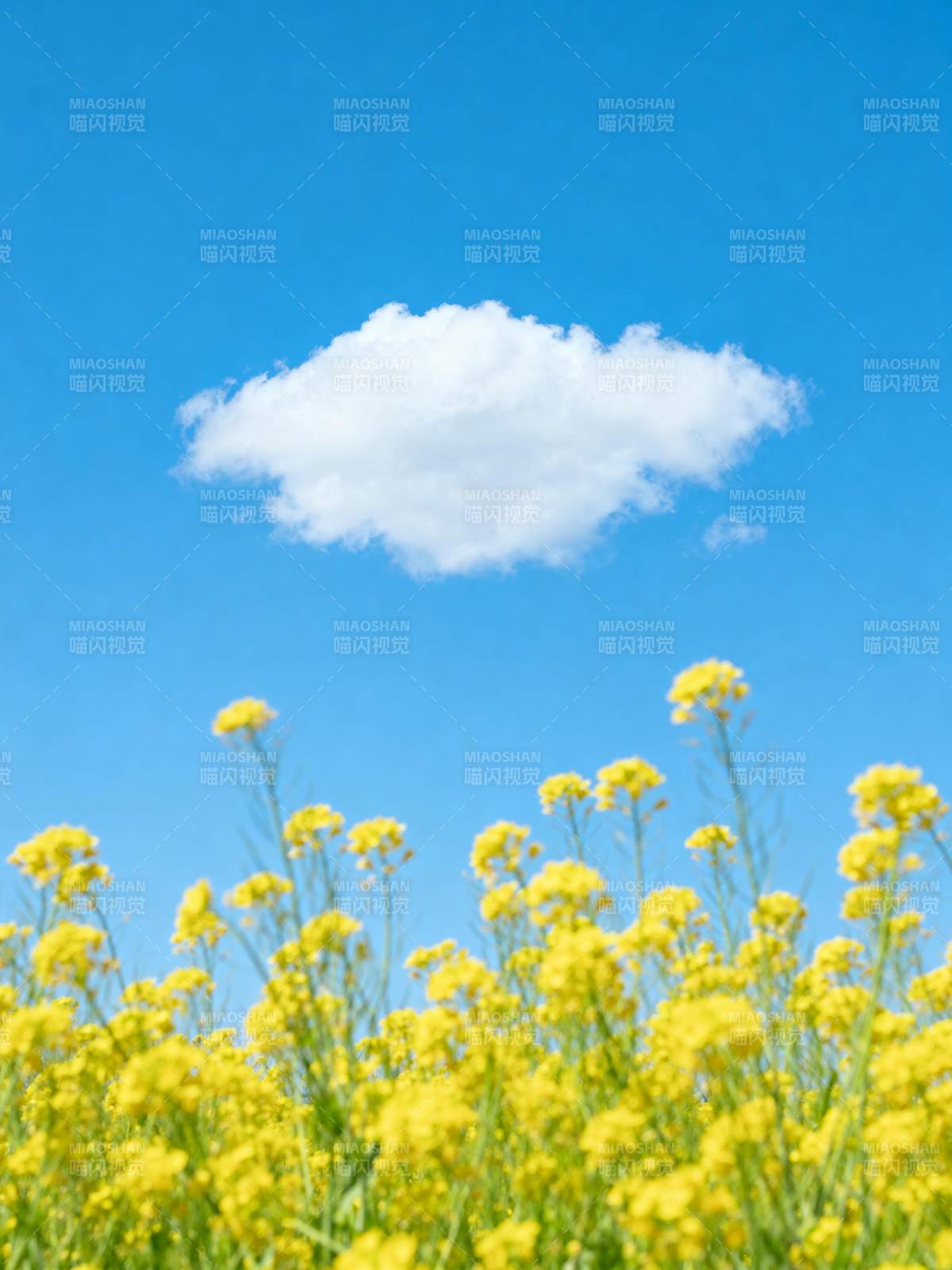 蓝天黄花云朵飘图片