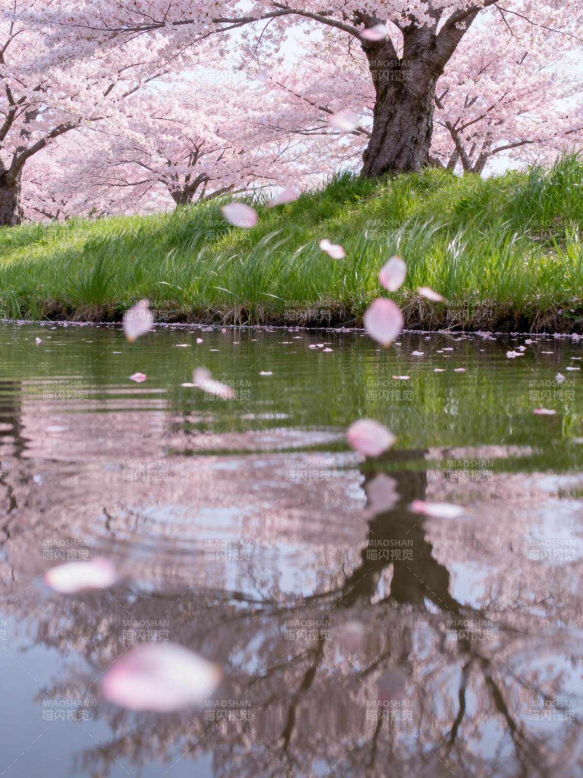 樱花落水映春景图片