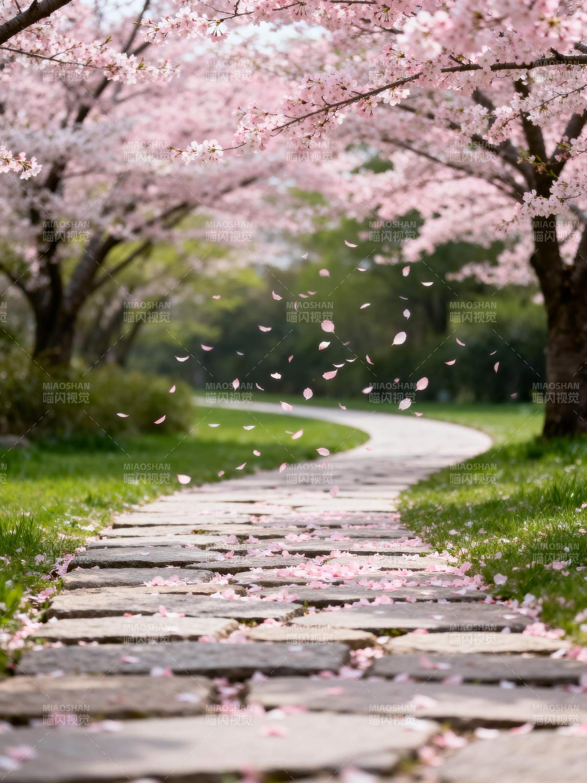 樱花小径飘落图片