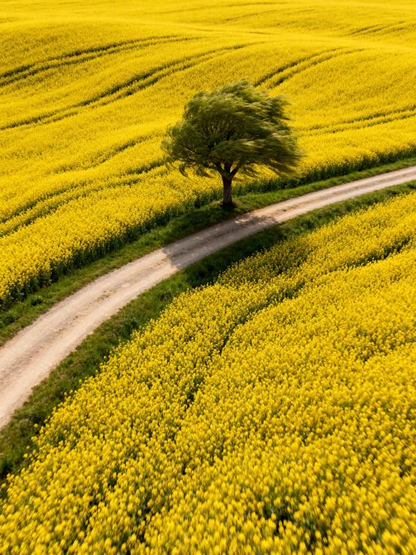 黄花田间孤树路图片