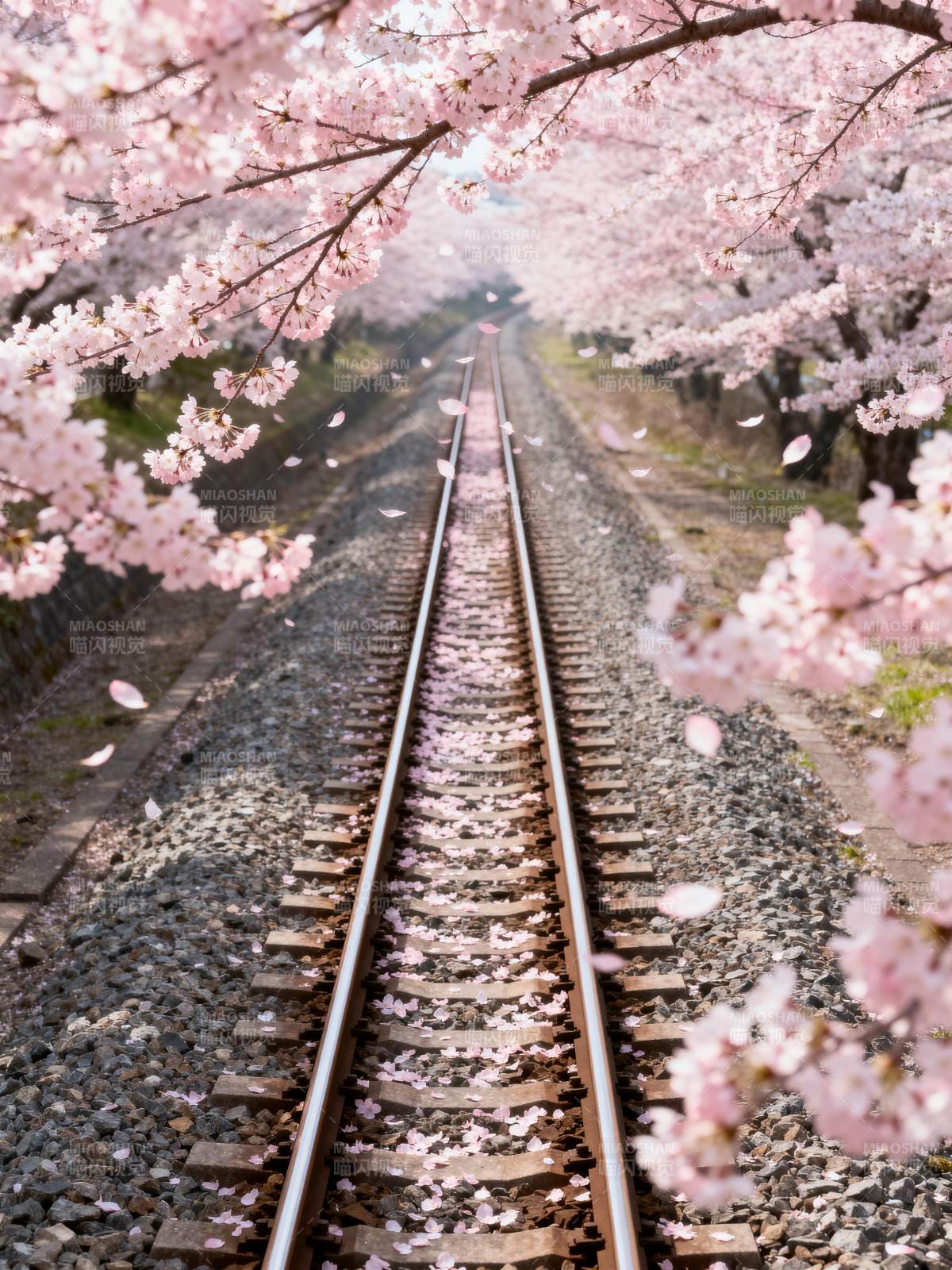 樱花铁道春景图片