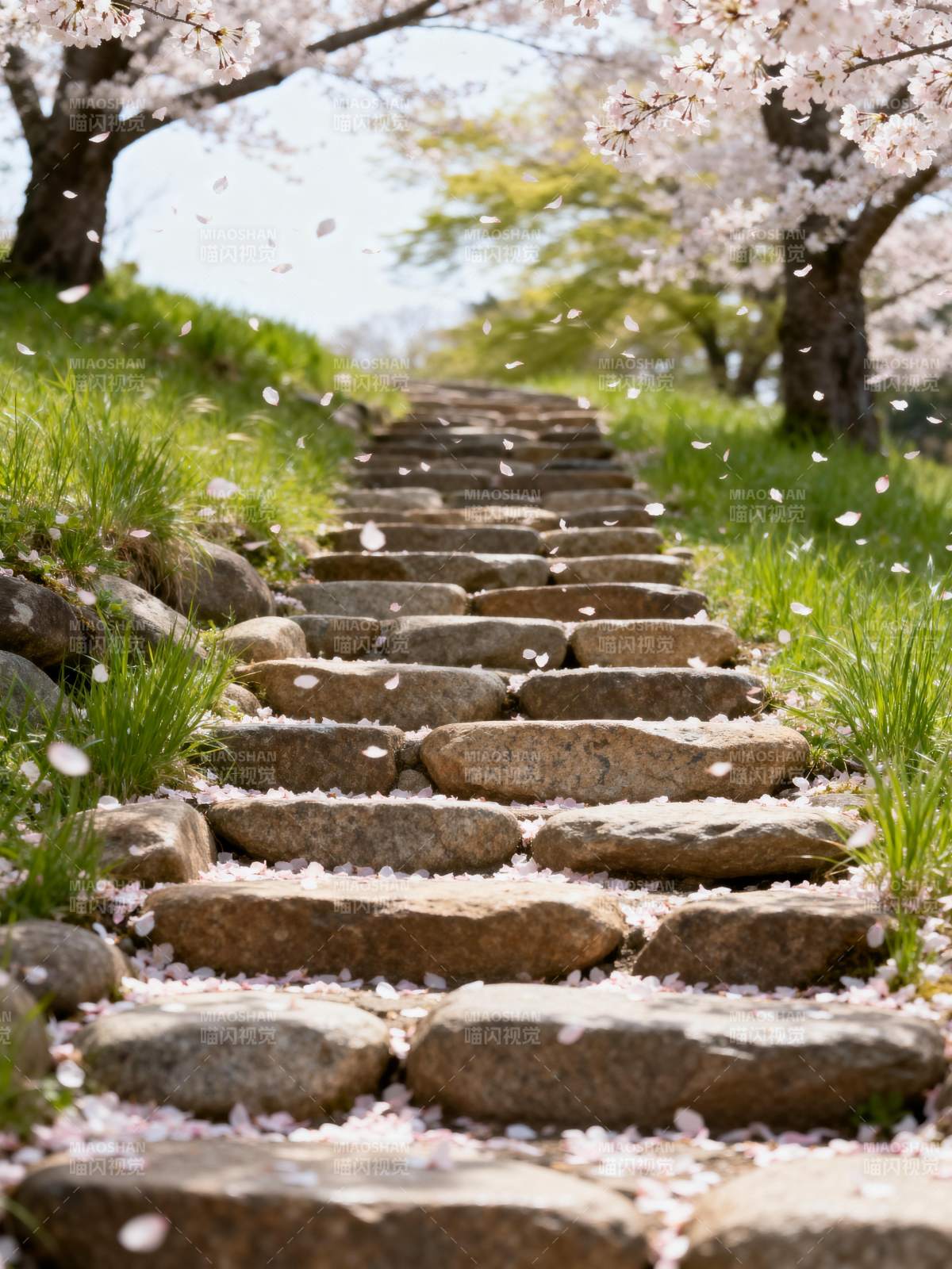 樱花石径春意浓图片