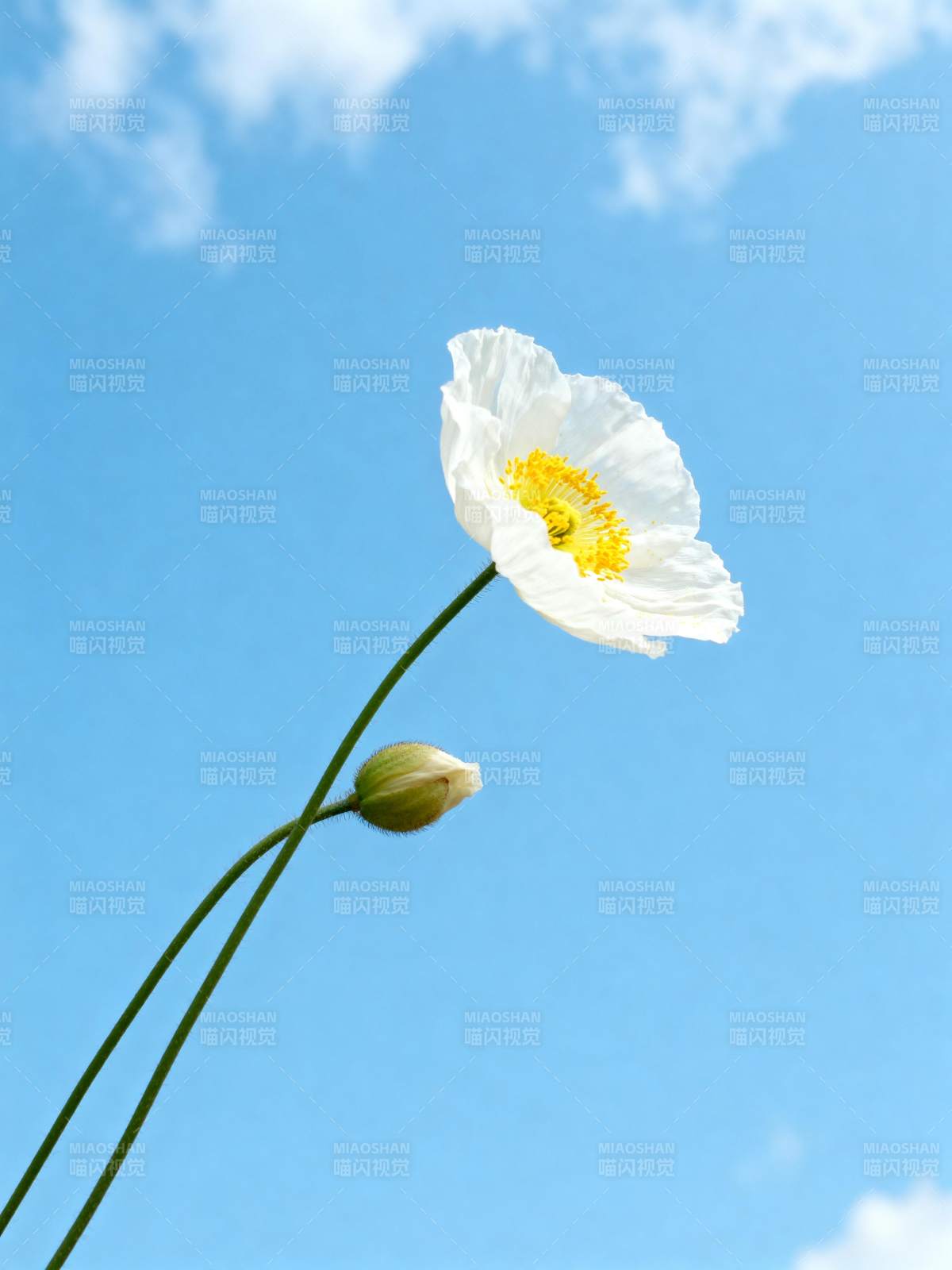 白花映蓝天图片