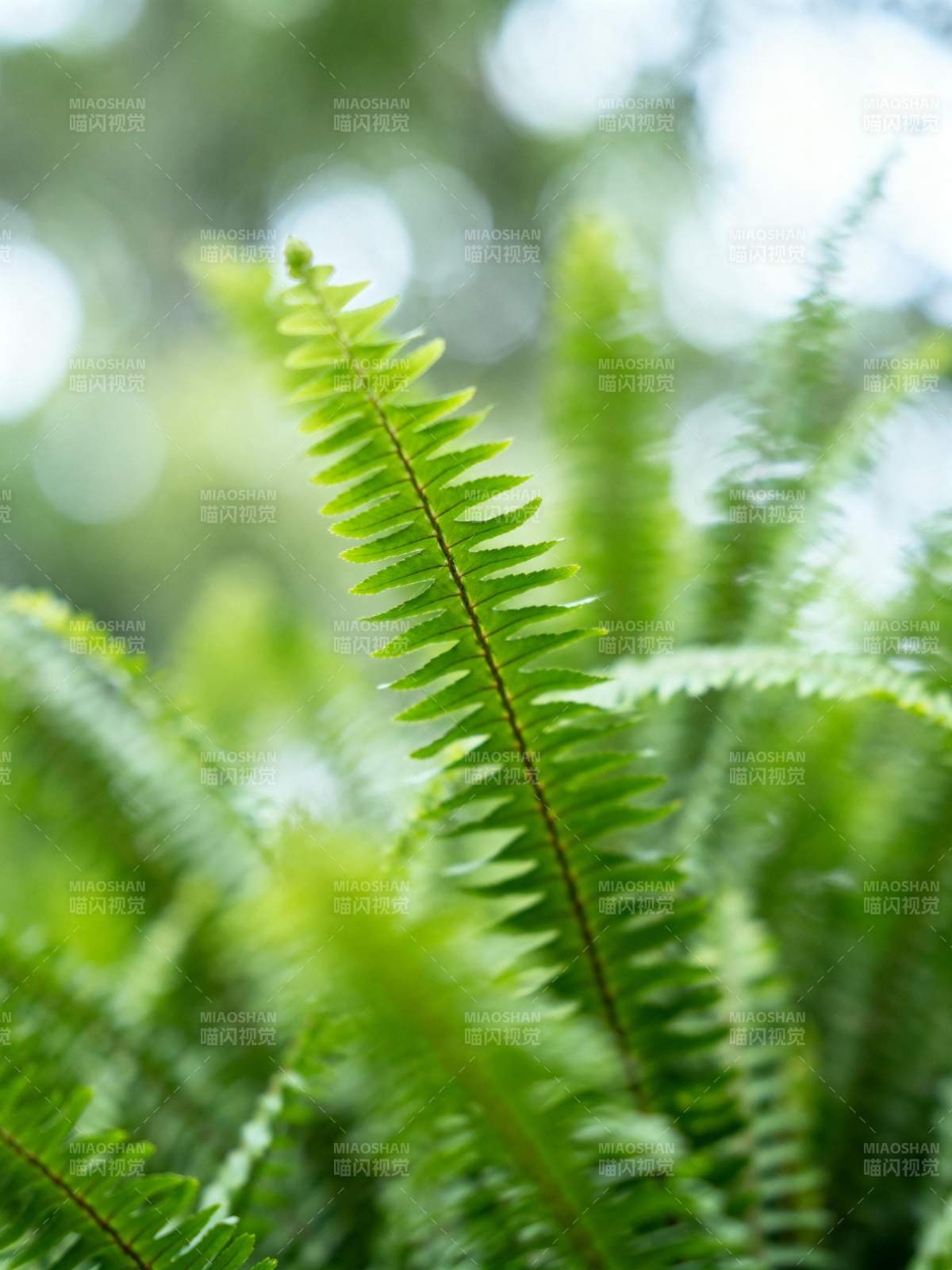 绿叶蕨类特写图片