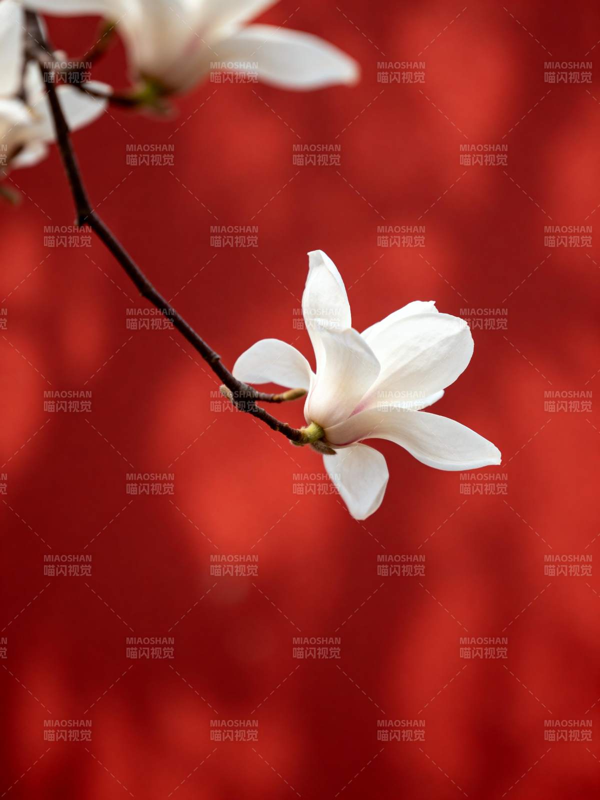 白花映红墙图片