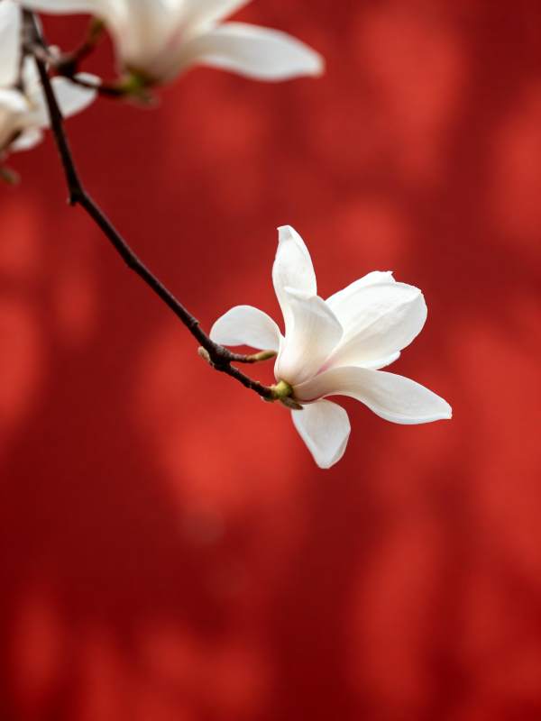 白花映红墙图片