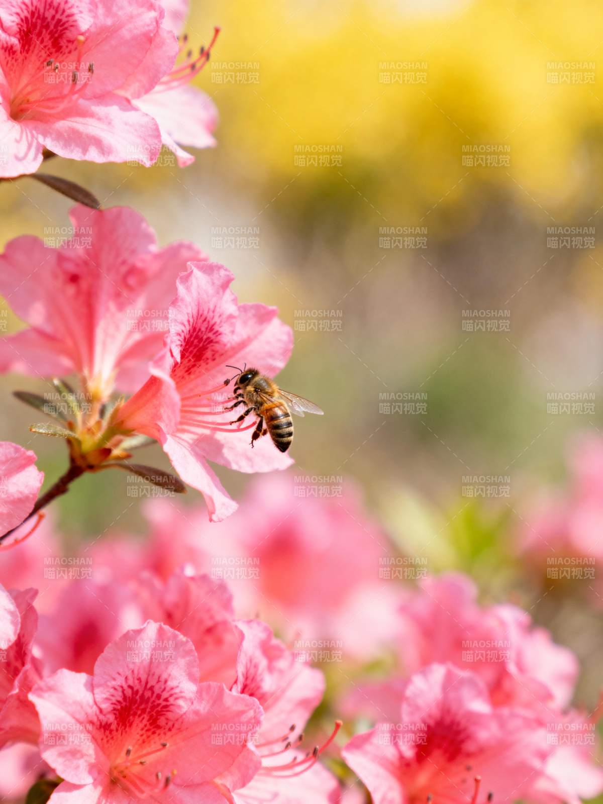 蜂采粉红花图片