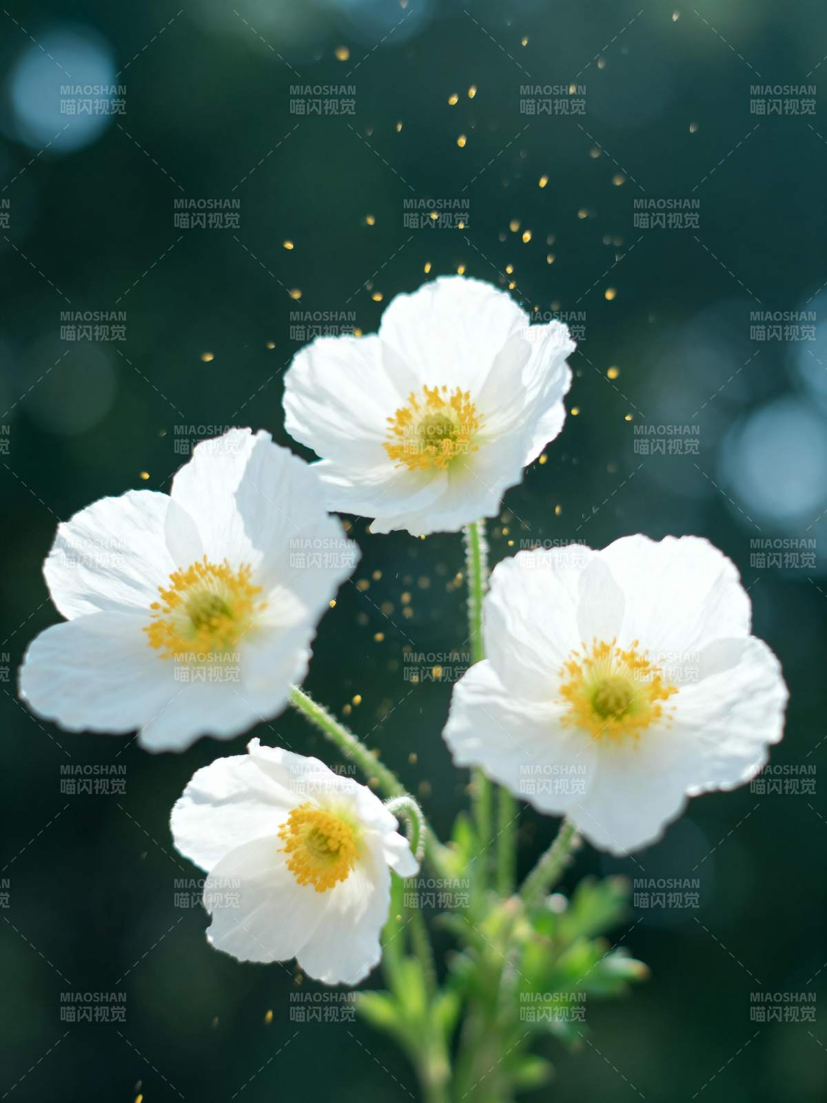 白花绽放 金粉飞舞图片