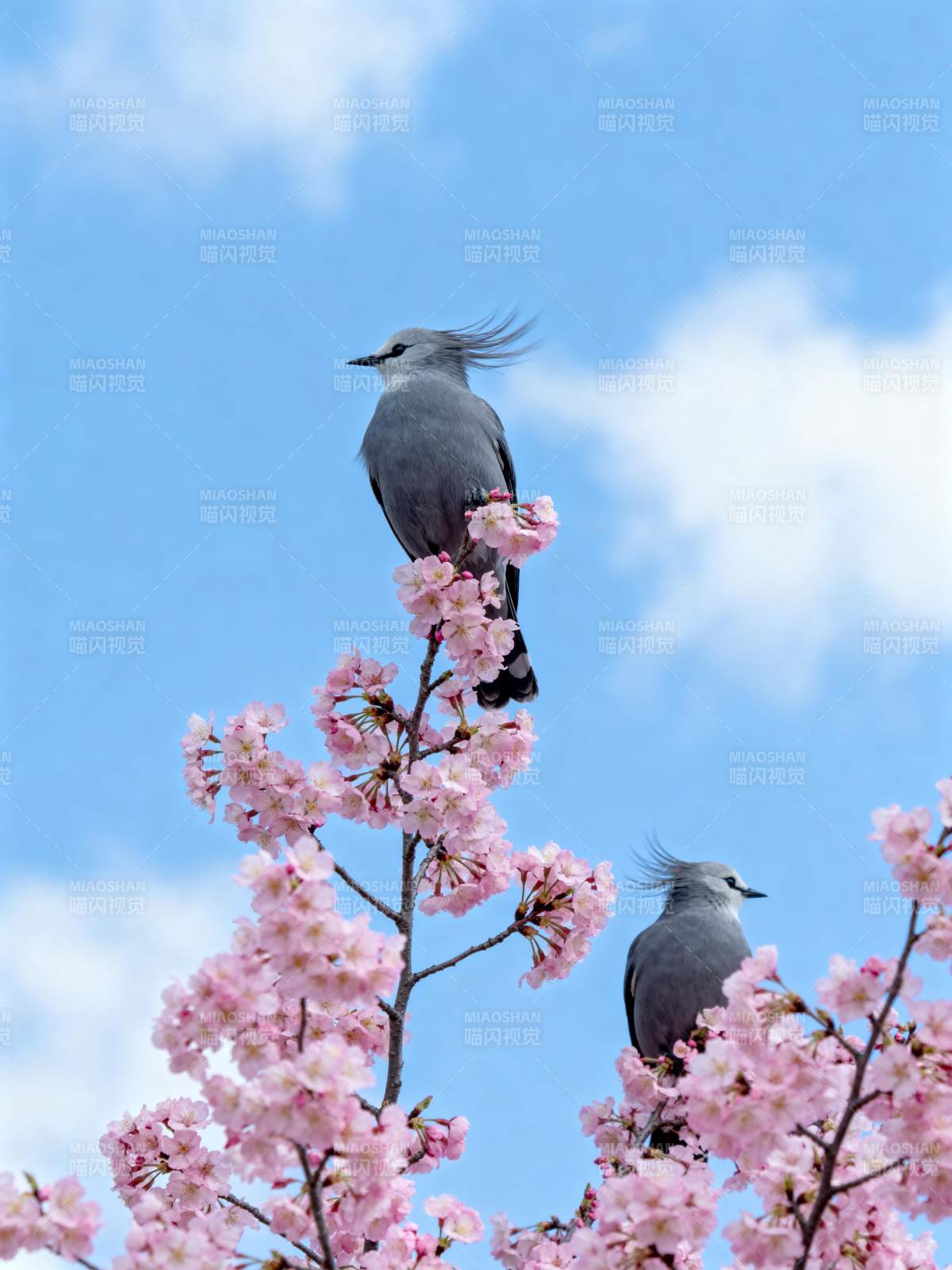 灰鸟栖樱枝图片