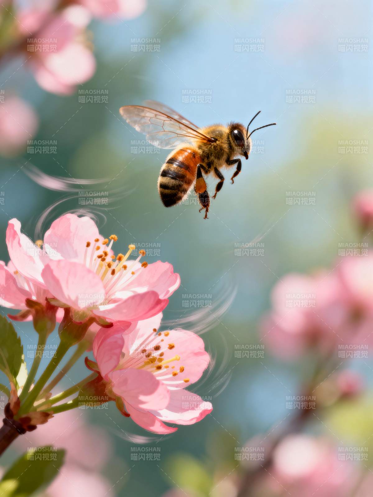 蜂舞花间图片