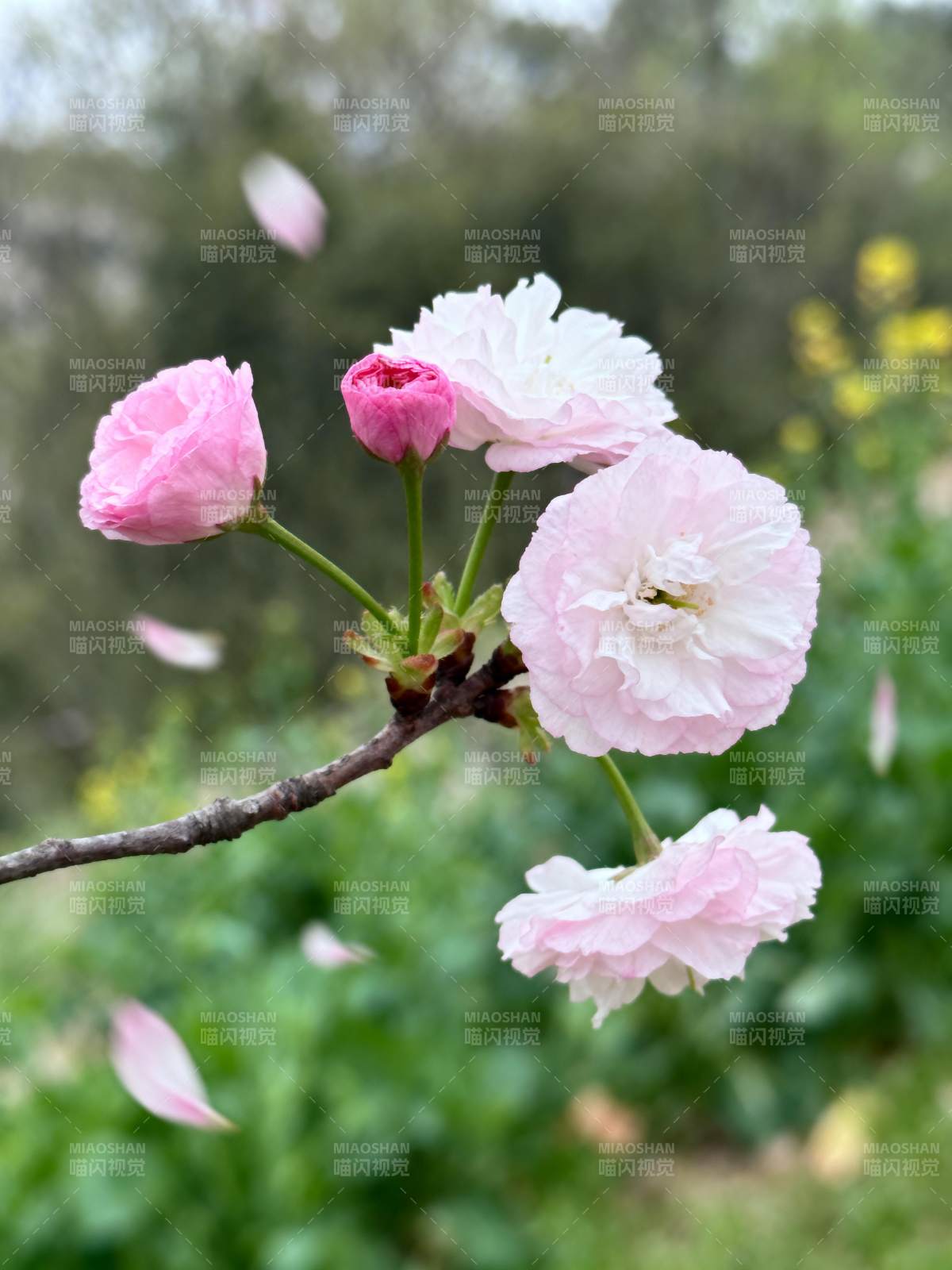 樱花绽放枝头图片