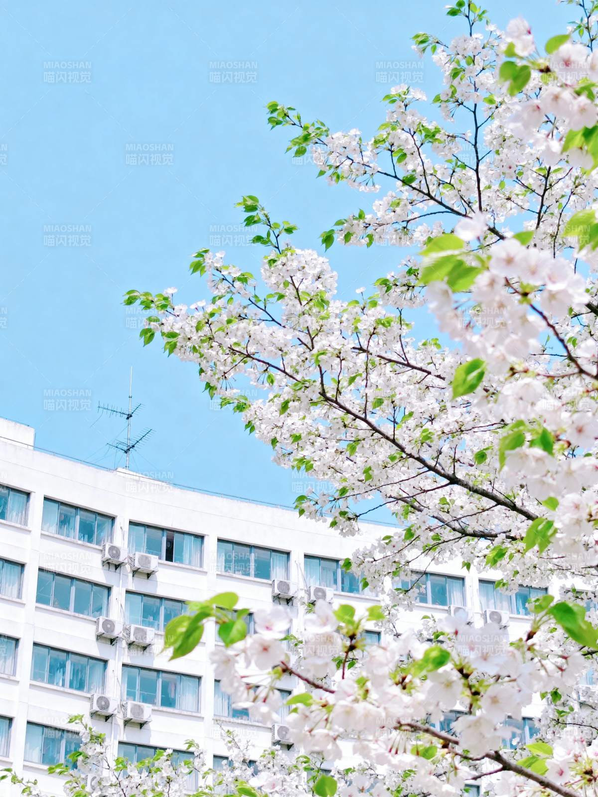 樱花映衬现代建筑图片