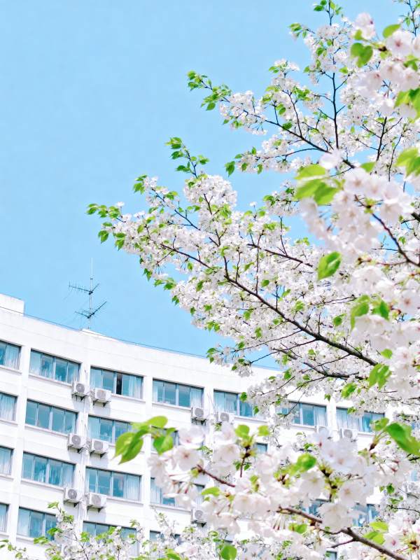 樱花映衬现代建筑图片