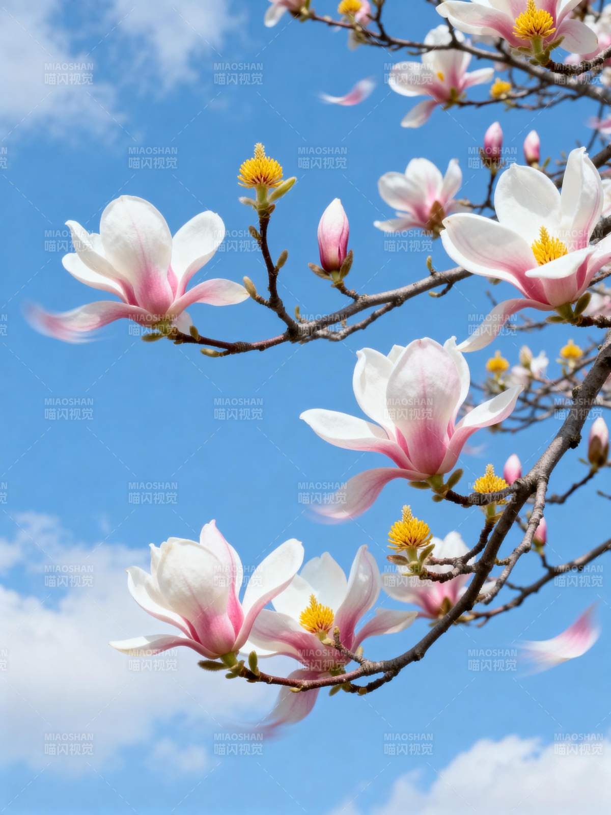 玉兰花绽放蓝天图片