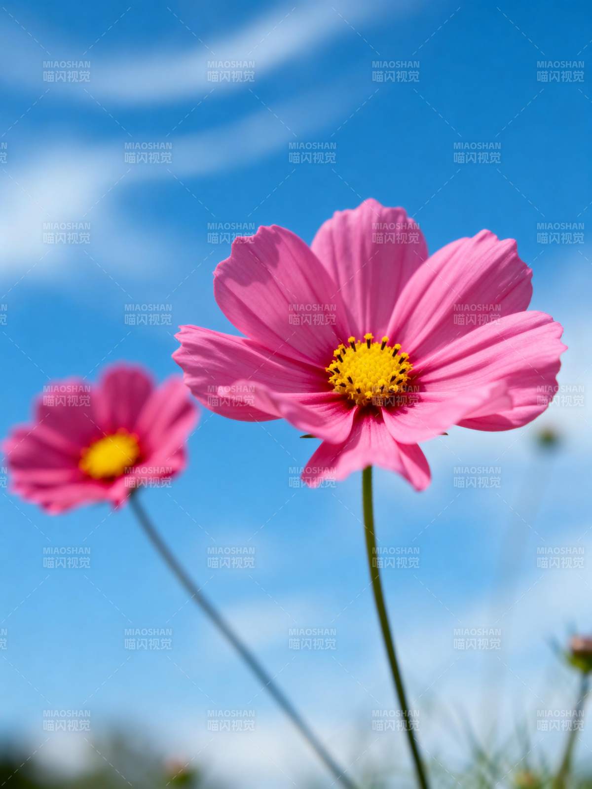 粉花映蓝天图片