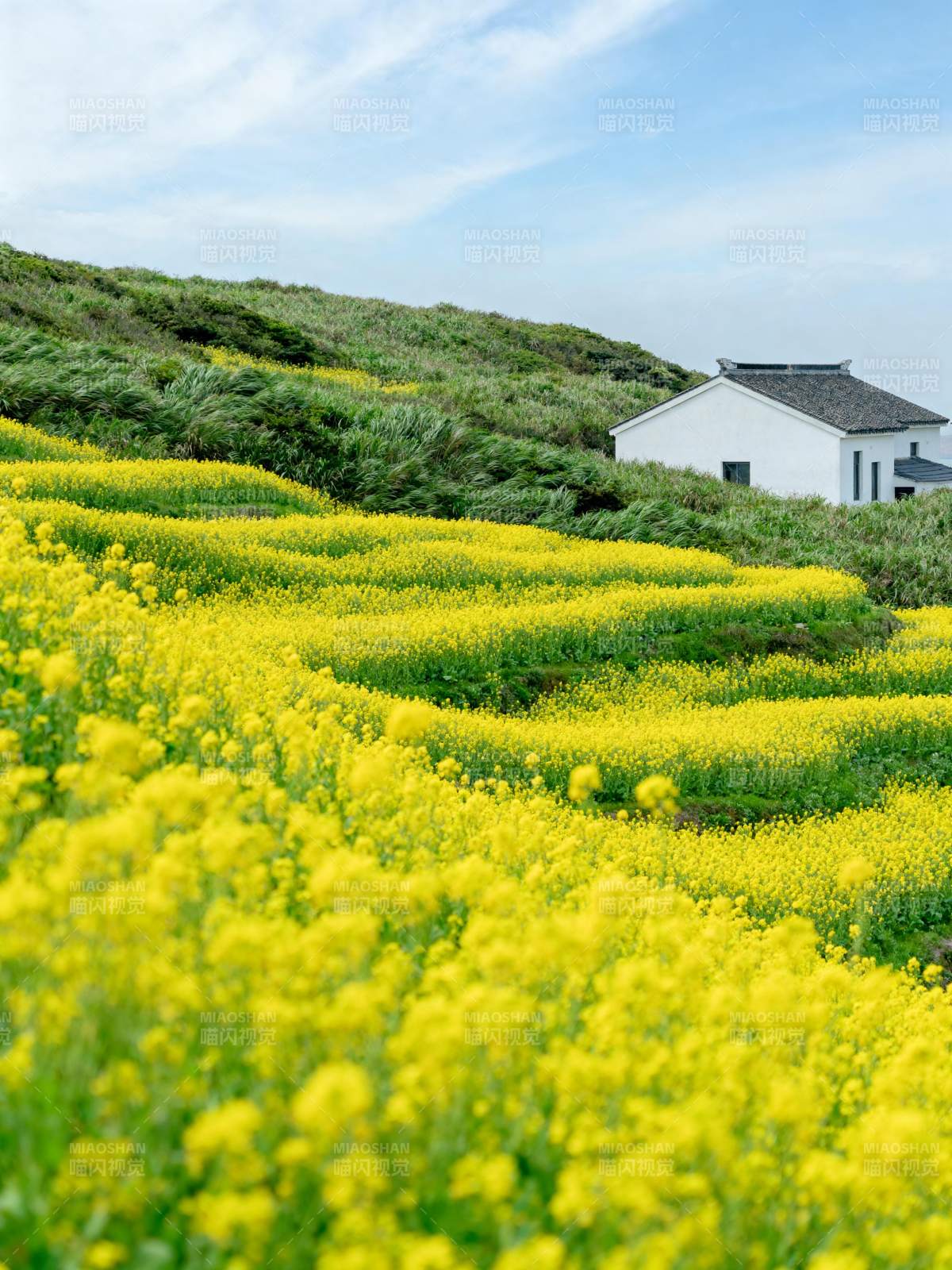 油菜花田小屋图片