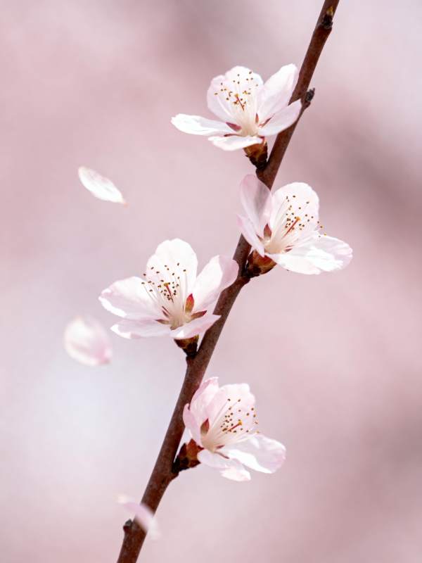 樱花绽放枝头图片