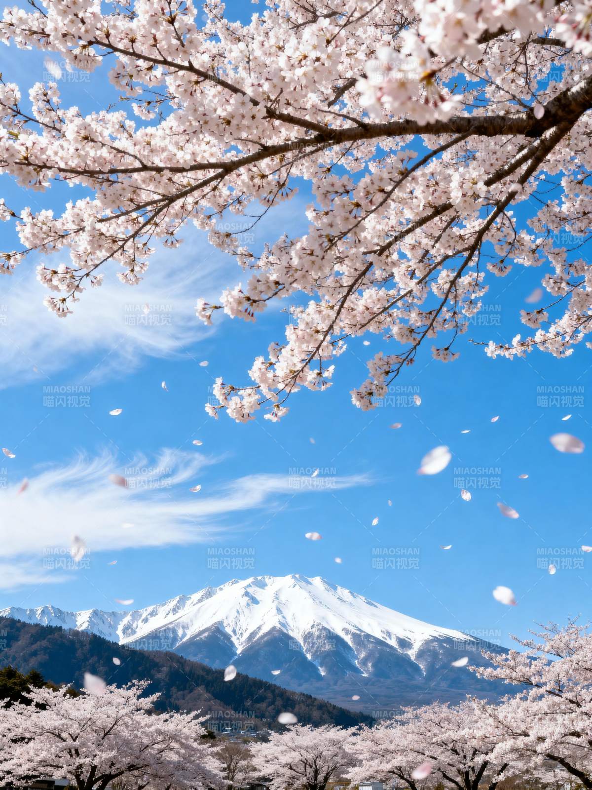 樱花飘雪映富士图片