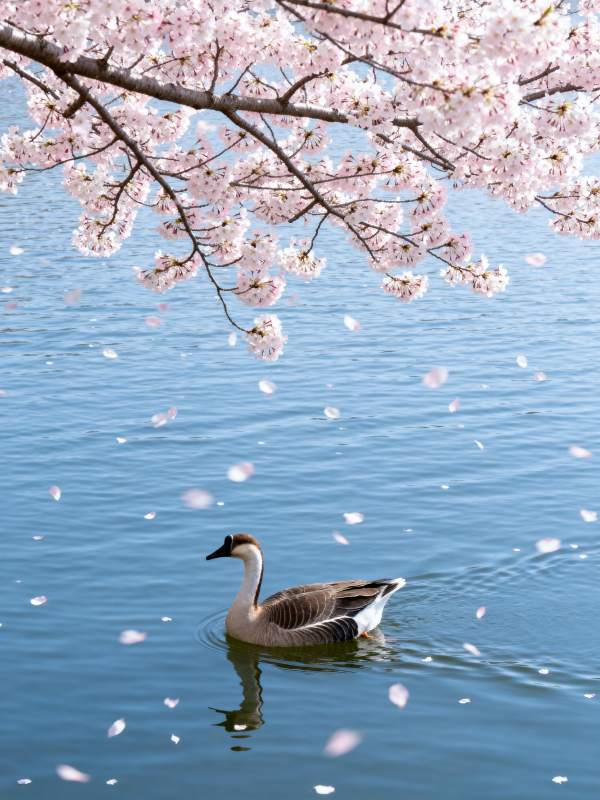 樱花纷飞 鸭戏水图片