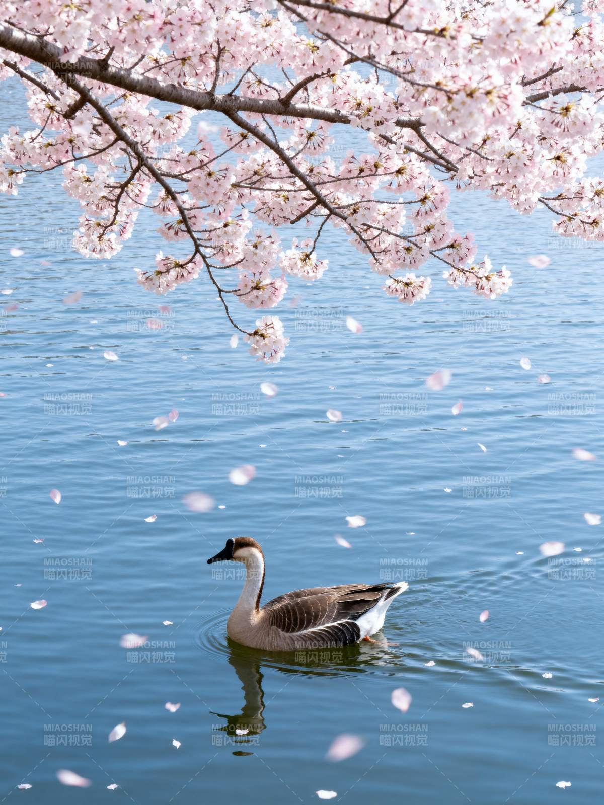 樱花纷飞 鸭戏水图片